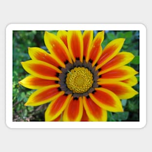 Gazania 2 Photography Sticker